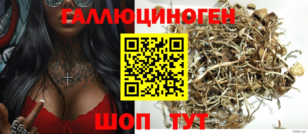 Гудермес  Псилоцибиновые грибы MAGIC MUSHROOMS  Псилоцибиновые грибы GOLDEN TEACHER  Вход с VPN 